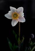 Cut-Leaf Anemone, Anemone multifida